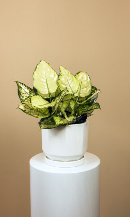 Aglaonema White 25cm