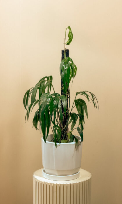 Amydrium Zippelianum Plant