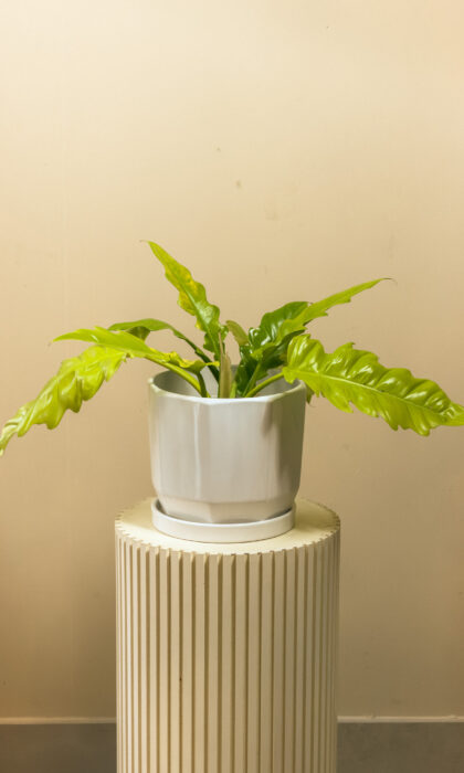 Philodendron Painted Lady