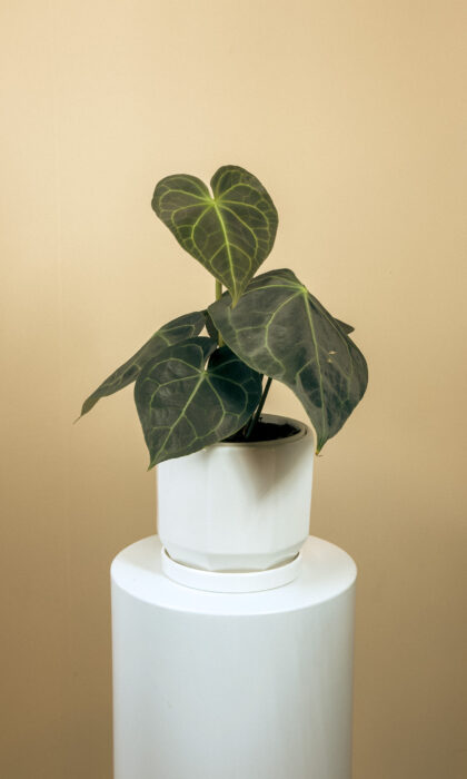 Anthurium Claminervium