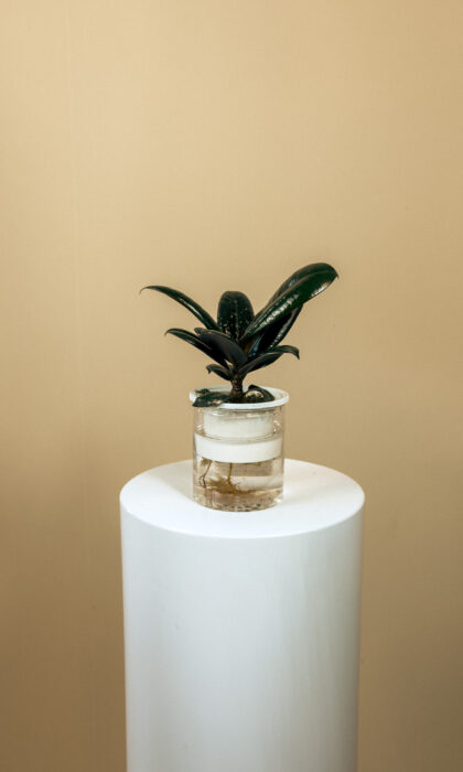 Ficus Elastica 20cm (WaterPlant)