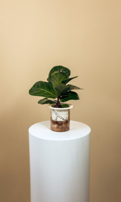 Fiddle Leaf Fig 20cm (WaterPlant)