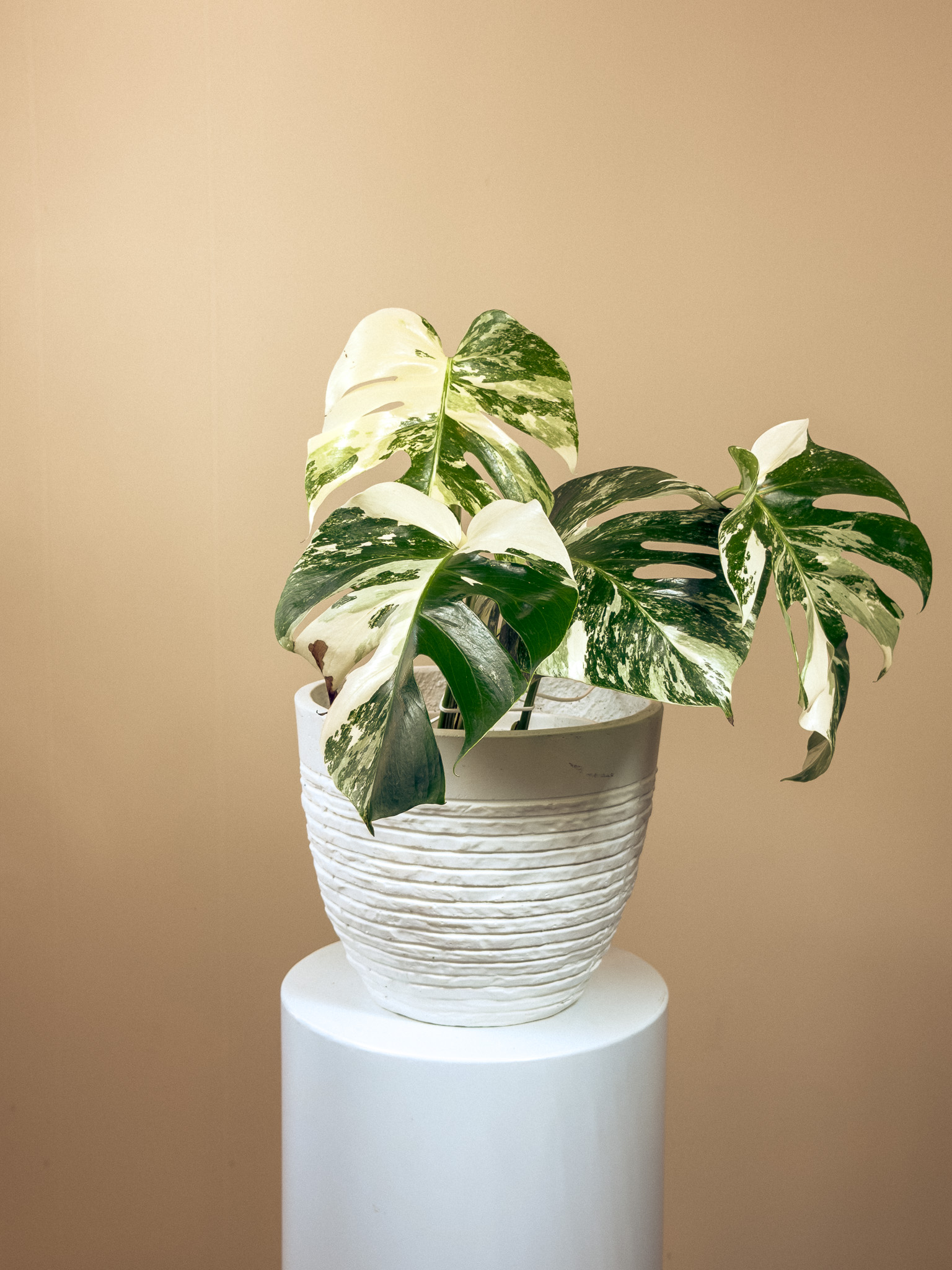 White Variegated Monstera Albo