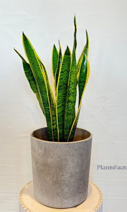 Sansevieria Superba