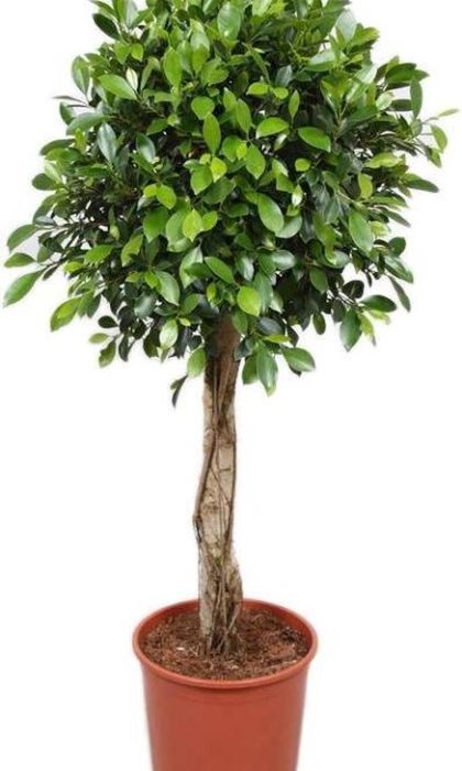 Ficus Nitida 1.80m