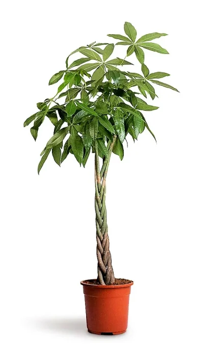 Pachira Aquatica 1.50 m