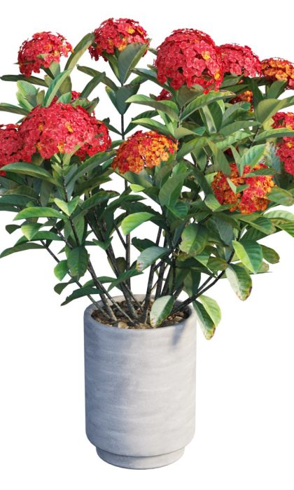 Ixora Mix - OP500004