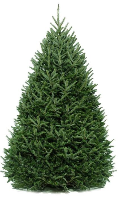 Natural Christmas Tree 170cm