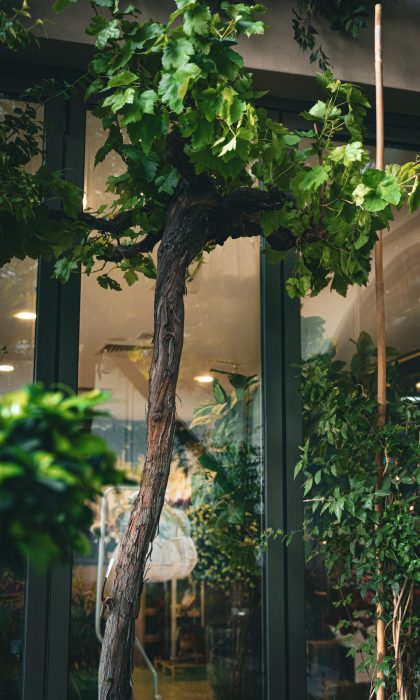 Grapes Baytamouni 1.75m