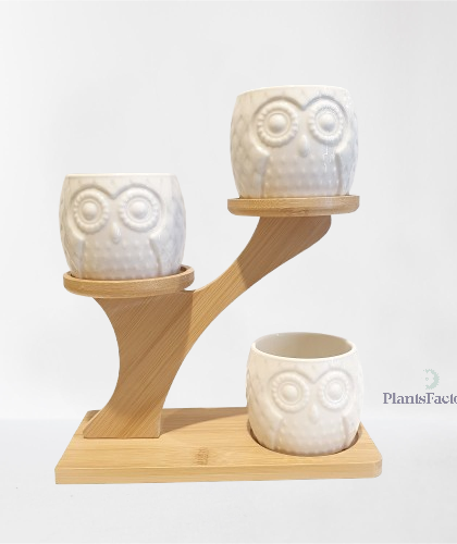 Owl Succulent Planter with Bamboo Stand