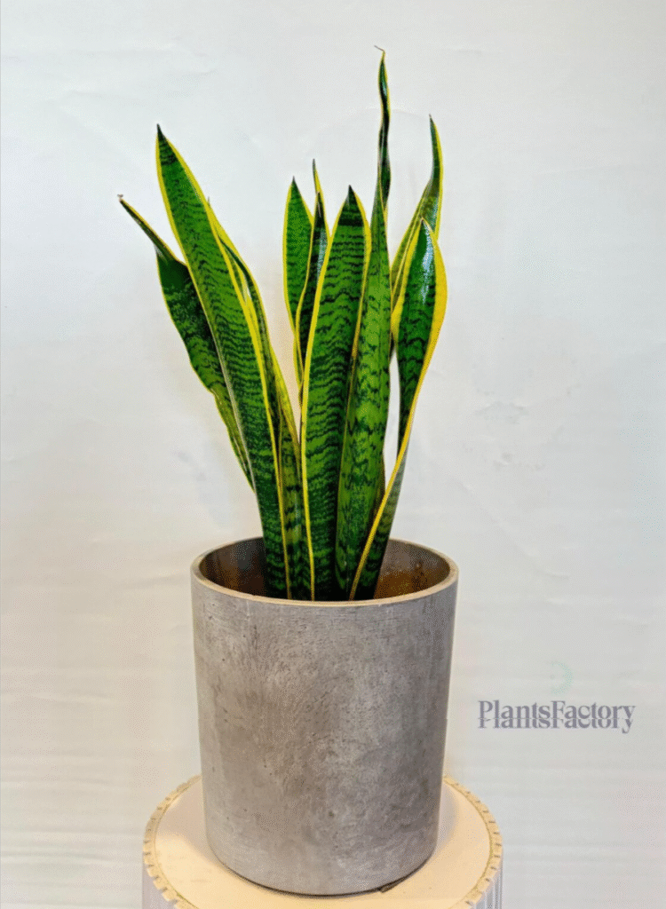 Why Choosing the Right Indoor Plants Matters in the UAE | Snake Plant | One of the best air-purifying indoor plants in UAE | Plants Factory