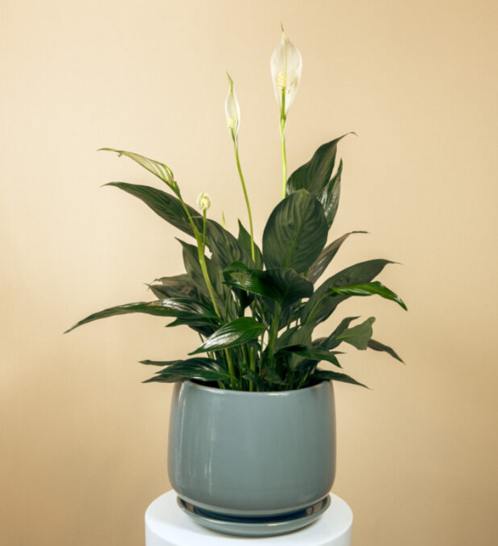 Low Light Plants