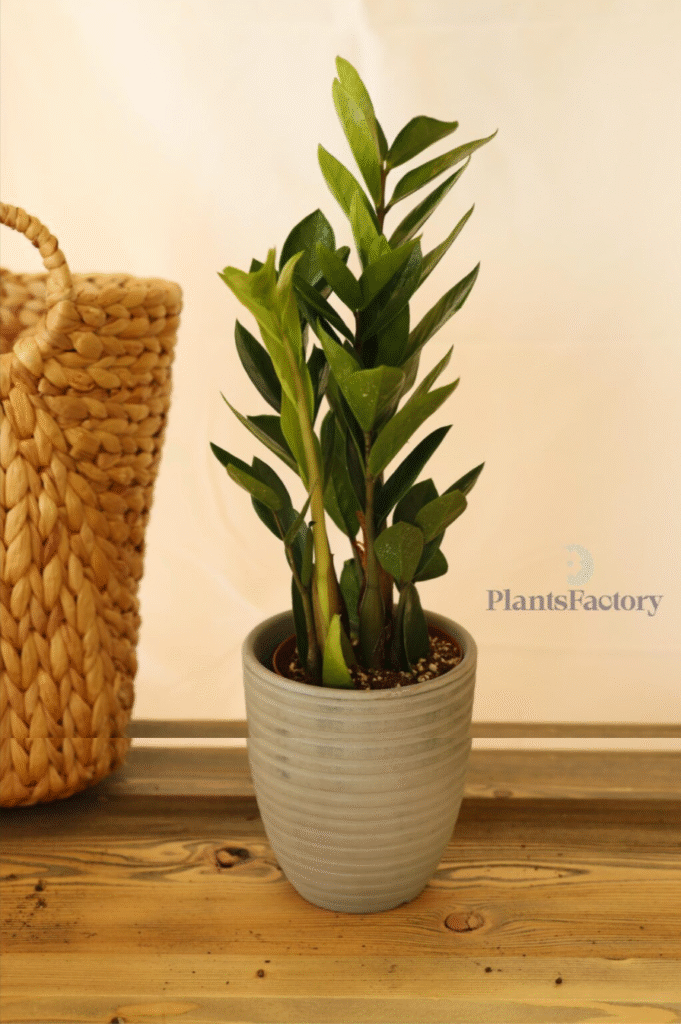 Why Choosing the Right Indoor Plants Matters in the UAE| Zamioculcas | Best low-maintenance indoor plants in UAE 