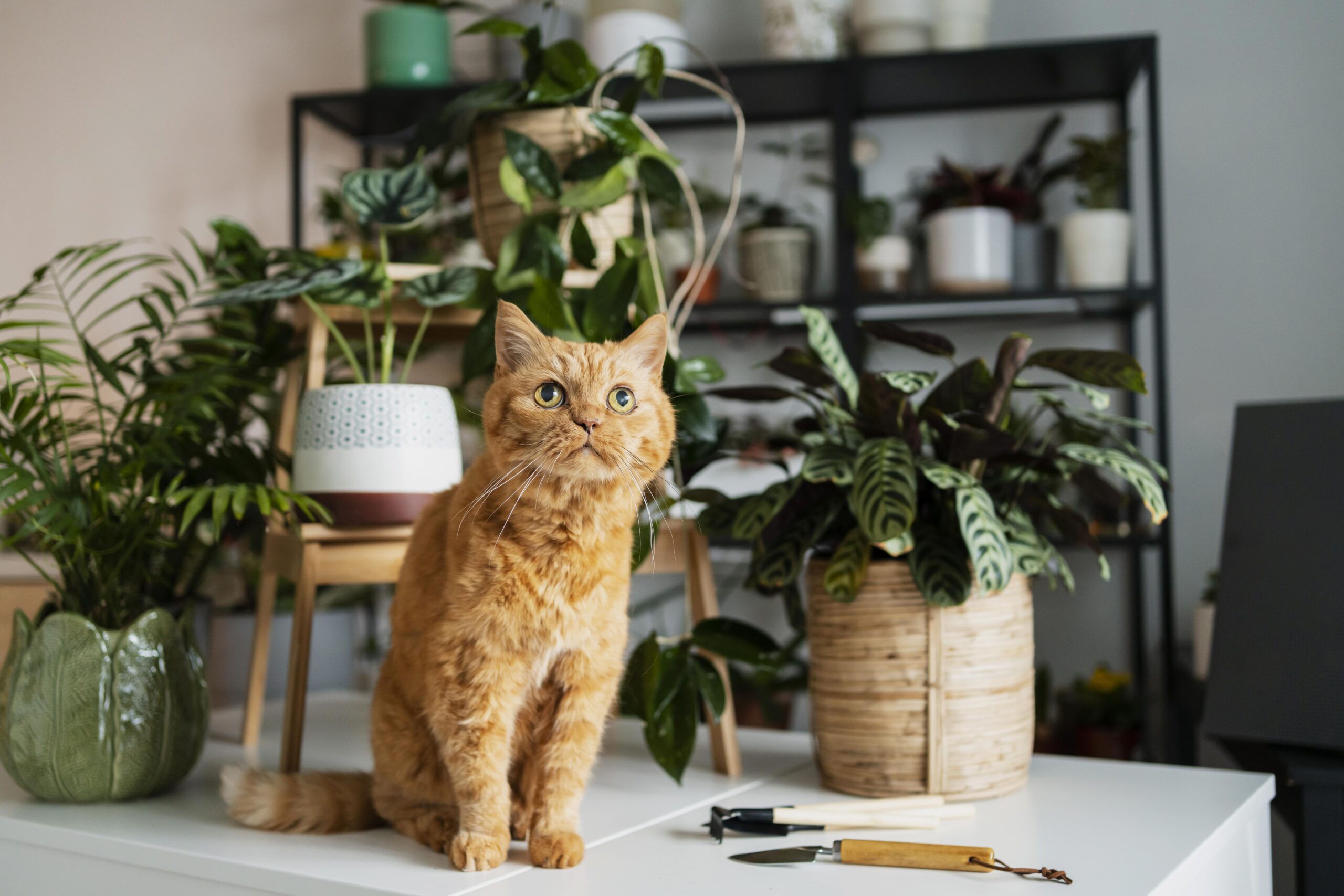 Pet Friendly Plants IN Dubai BY plants Factory