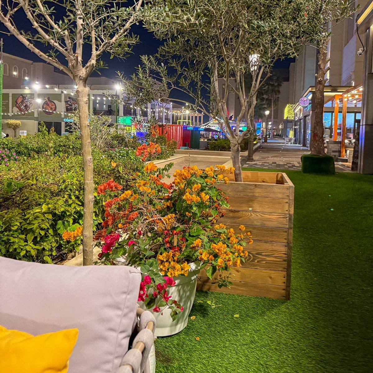 Bougainvillea and olive trees in planters in an outdoor garden in Abu Dhabi