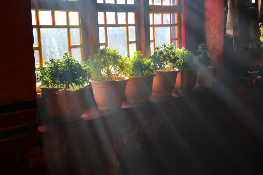 Give proper sunlight indoor plants care tips by Plants Factory